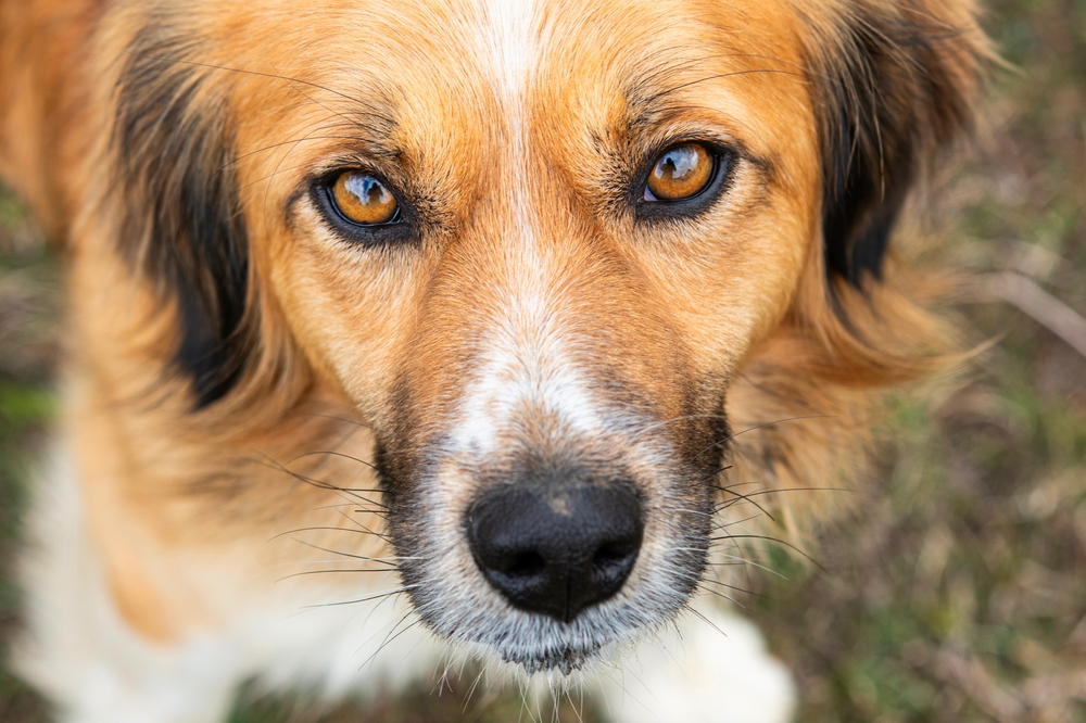 Learn about leptospirosis prevention from your Carbondale, CO vet Close-up of dog's face, leptospirosis risk topic for Roaring Fork Valley pet owners