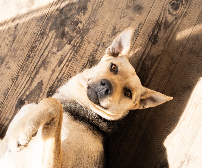 Golden mixed-breed dog lying on wood floor tilting head toward Carbondale, CO veterinarian