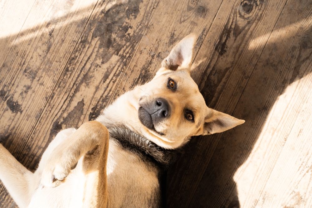 Golden mixed-breed dog lying on wood floor tilting head toward Carbondale, CO veterinarian