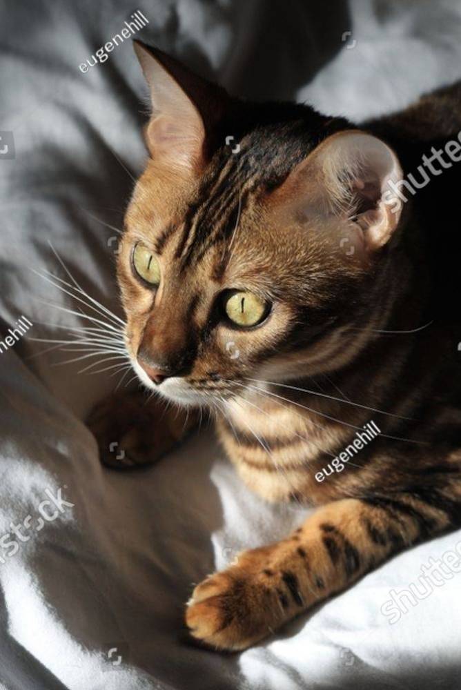 Bengal cat with golden striped fur resting on a sunlit bed, representing feline patients cared for at Carbondale Animal Hospital 