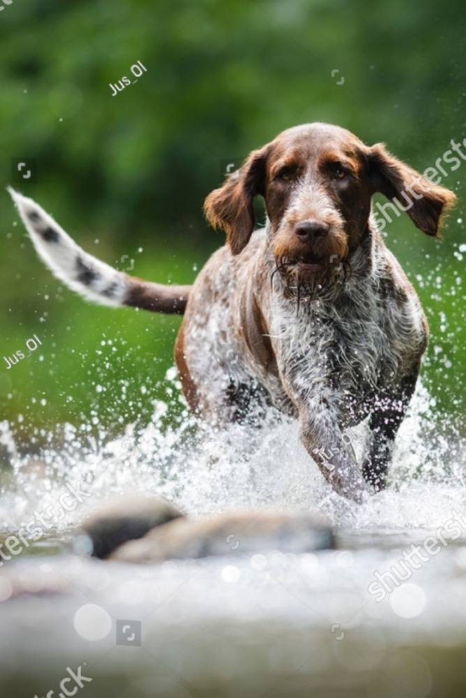 Wirehaired pointing dog running and splashing through water, representing the active pets cared for at Carbondale Animal Hospital 